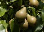 ... peren ...